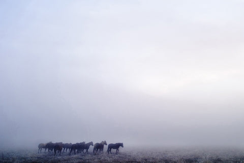 Gathering in the Fog