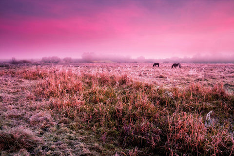 Grazing Horses