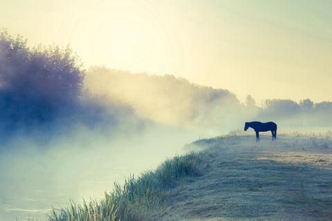 Horse in the Fog