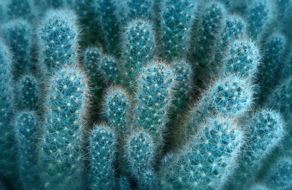 Soft Blue Cacti