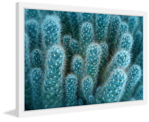 Soft Blue Cacti