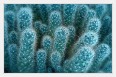 Soft Blue Cacti