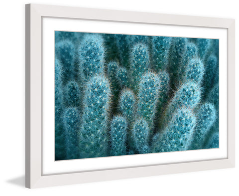 Soft Blue Cacti