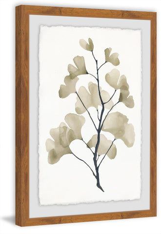 Ginkgo Biloba