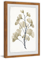 Ginkgo Biloba