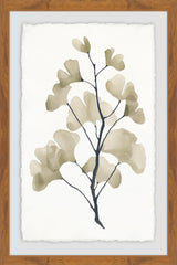 Ginkgo Biloba