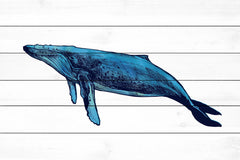 Whale Humpback