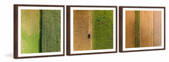 Crop Rows Triptych