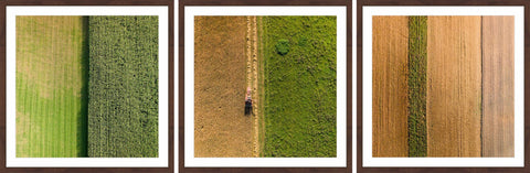 Crop Rows Triptych