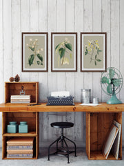 Tiny Blooms Triptych