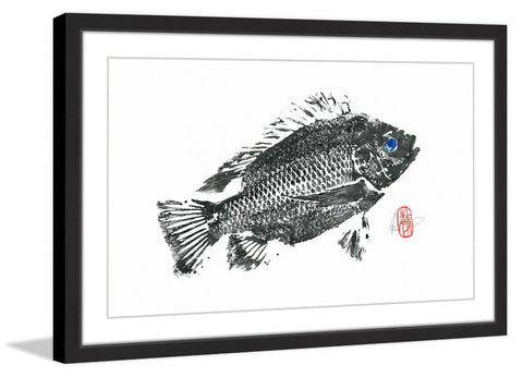 Medium Tilapia