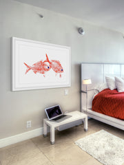 Red Bream