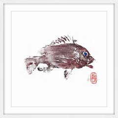 Rock Snapper in Red