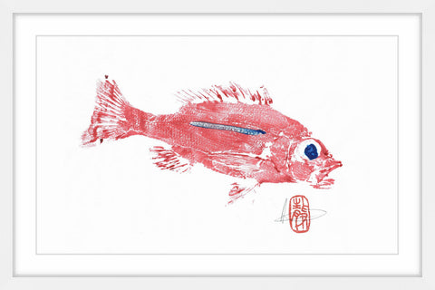 Rose Snapper