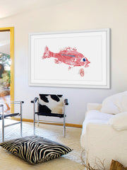Rose Snapper