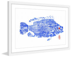 Tilapia Blue