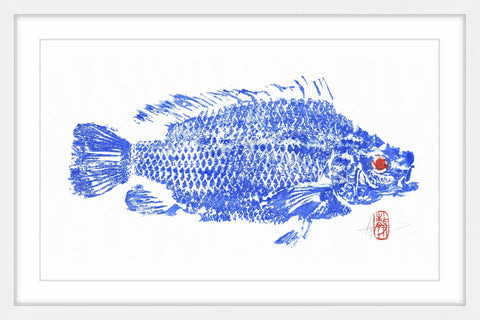 Tilapia Blue