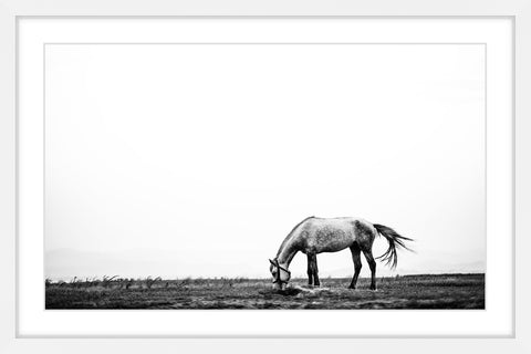 Lone White Equus