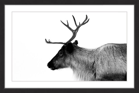 Antler Profile