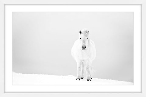 Snowy White Horse
