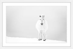 Snowy White Horse