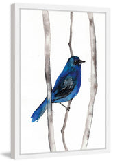 Indigo Bunting