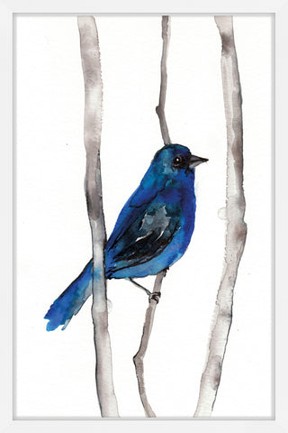 Indigo Bunting