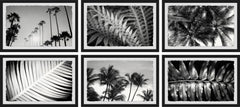 Summer Palms Hexaptych