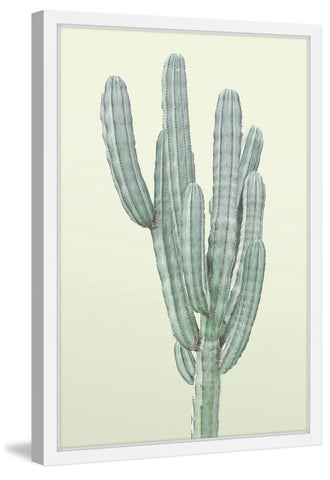 Lone Cactus