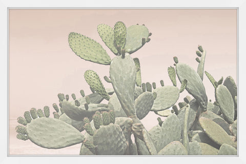 Cactus Bunch