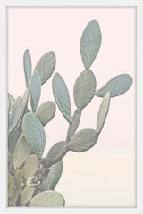 Flor del Desierto