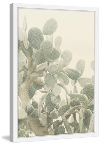 Neblina de Cactus