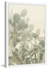 Neblina de Cactus