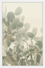 Neblina de Cactus