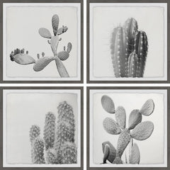 Cacti Types Quadriptych