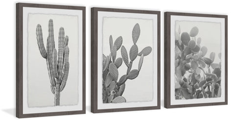 Cactus Variety Triptych