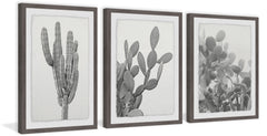 Cactus Variety Triptych