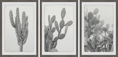Cactus Variety Triptych