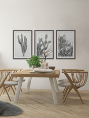 Cactus Variety Triptych