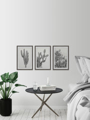 Cactus Variety Triptych