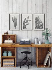 Cactus Variety Triptych