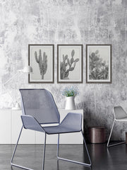 Cactus Variety Triptych