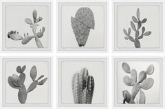 Cactus Variety II Hexaptych