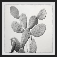 Branching Out II