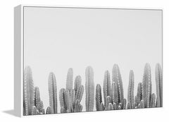 Cacti Splendor II