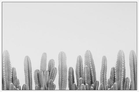 Cacti Splendor II