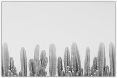 Cacti Splendor II