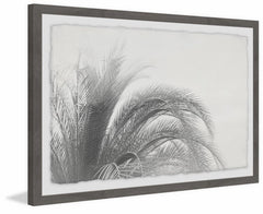 Coconut Tree Top View