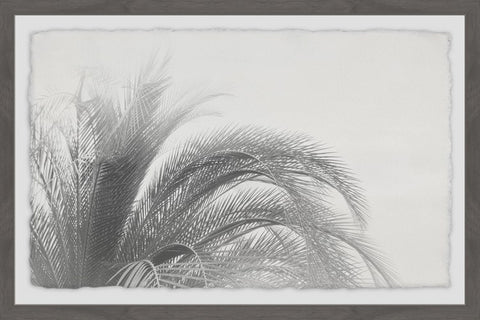 Coconut Tree Top View