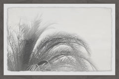 Coconut Tree Top View